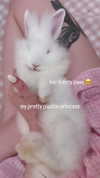 svgarbvnnies Altpins Profile Picture
