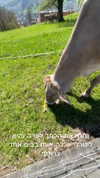 lotembar Altpins Profile Picture