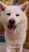 kriskaik Altpins Profile Picture