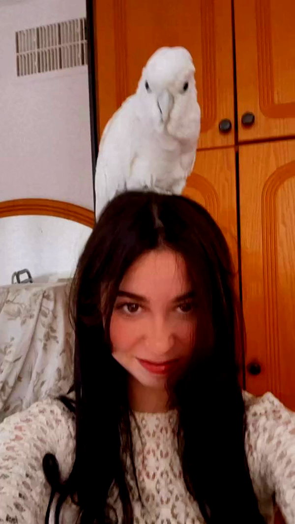 _wizardmidget_ archive video preview