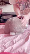 luvstuff3r Altpins Profile Picture