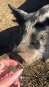 karin_orhov Altpins Profile Picture