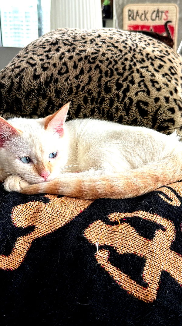 tatum.ricee archive video preview