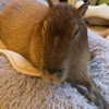 dante_yangpa Altpins Profile Picture