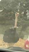 laluzone Altpins Profile Picture