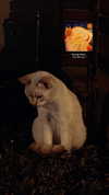 tallysgh0st Altpins Profile Picture