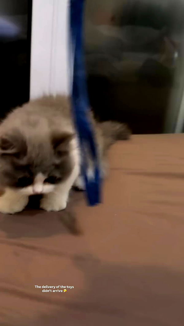 eliya.ho archive video preview