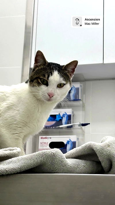 liashaked liashaked archive video