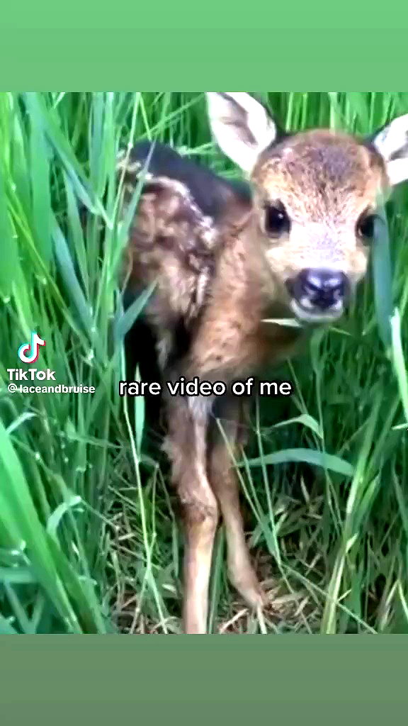 babynympho_archive archive video preview
