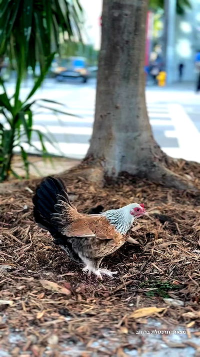 biton__adi biton__adi archive video