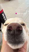 galibilaus Altpins Profile Picture