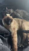 sweetmuffinnss Altpins Profile Picture