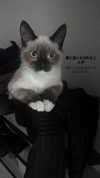lavbackpack Altpins Profile Picture