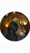 vik4au Altpins Profile Picture