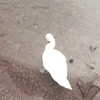 erokochiba Altpins Profile Picture