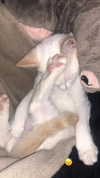 rott3nbambi Altpins Profile Picture