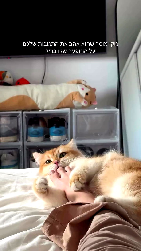 itsilanosh archive video preview