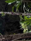 gissell_eli Altpins Profile Picture