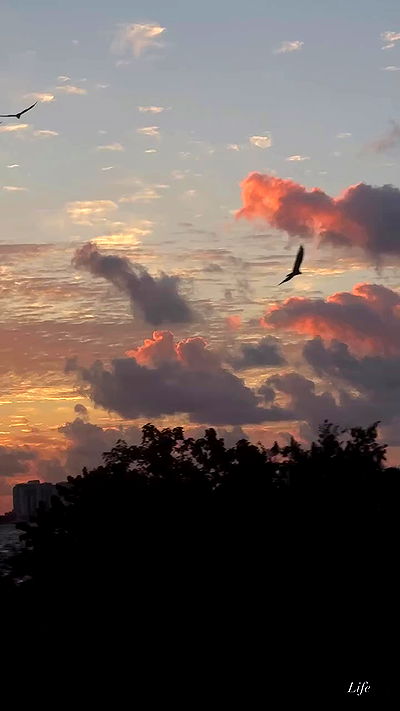 taylor.creeden taylor.creeden archive video