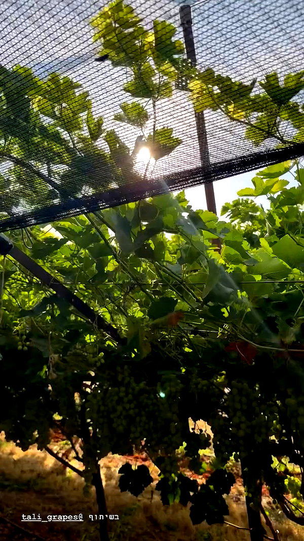 tali_grapes archive video preview