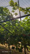 tali_grapes Altpins Profile Picture