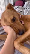 galibilaus Altpins Profile Picture