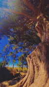 aleiisha.piixiie Altpins Profile Picture