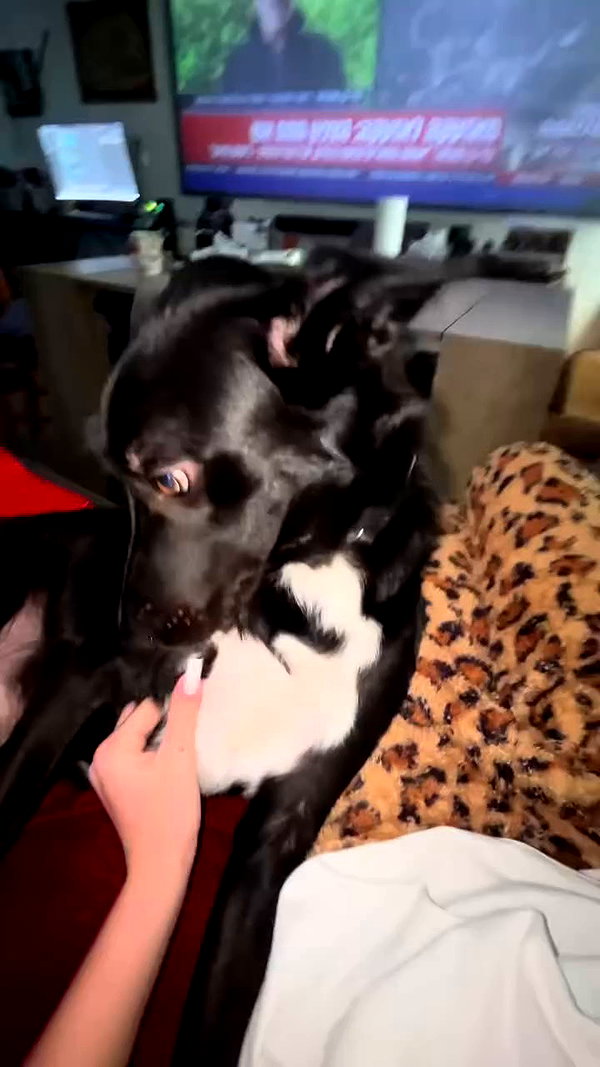 _.shelichka._ archive video preview
