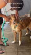 biton__adi Altpins Profile Picture