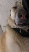 liashaked Altpins Profile Picture