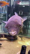 feelbetterinmysweater Altpins Profile Picture