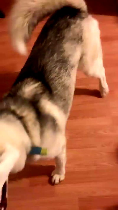 dracuina dracuina archive video