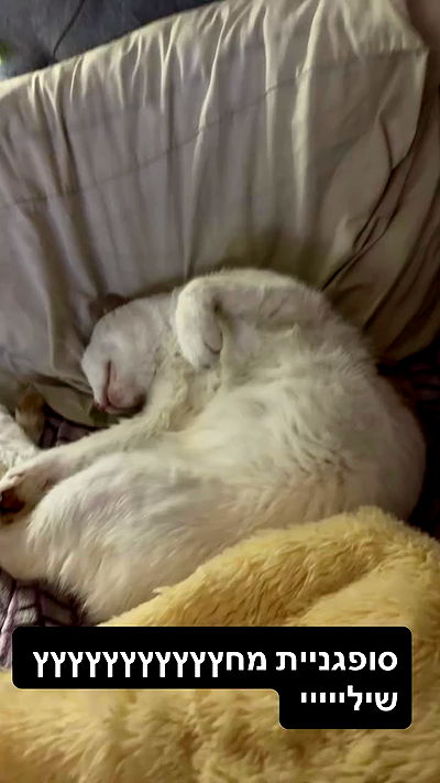 strawberryshanz strawberryshanz archive video