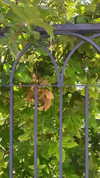 babynympho_archive Altpins Profile Picture