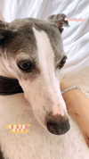 lilih Altpins Profile Picture