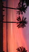 lishai_halevi Altpins Profile Picture