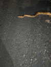 rouxroux.tv Altpins Profile Picture