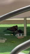 talya__edri Altpins Profile Picture