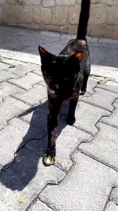 taylor.creeden taylor.creeden archive video