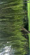 gissell_eli Altpins Profile Picture