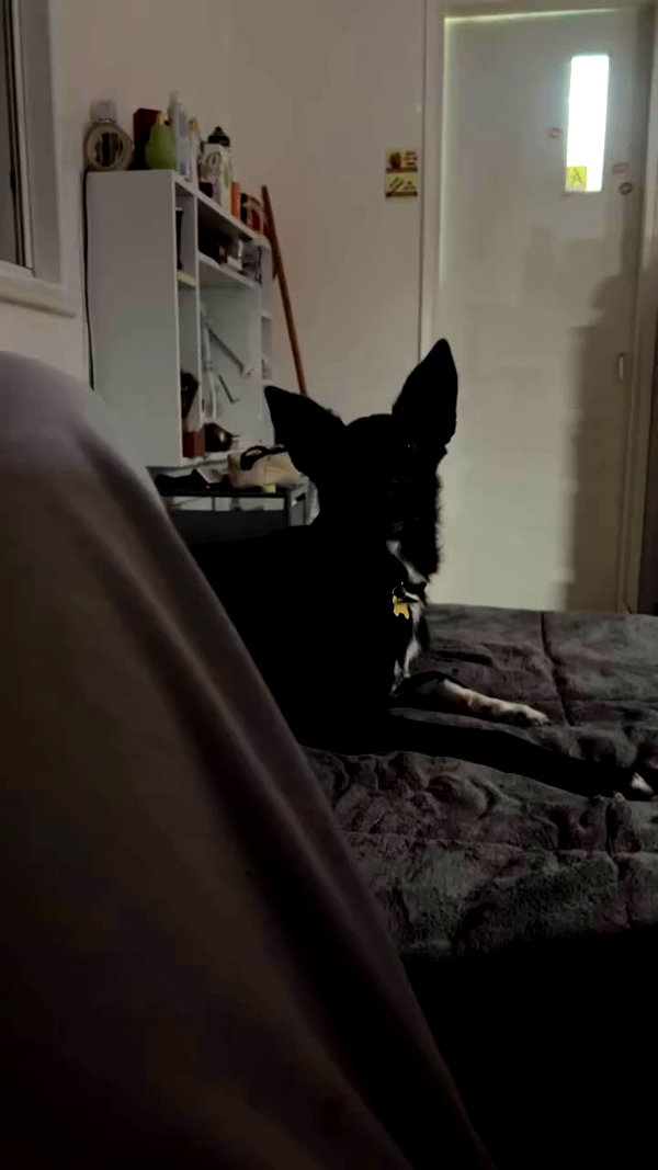 _.shelichka._ archive video preview