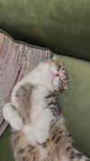 sonia_litvanchuk Altpins Profile Picture
