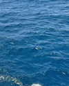 solzarubin_ Altpins Profile Picture