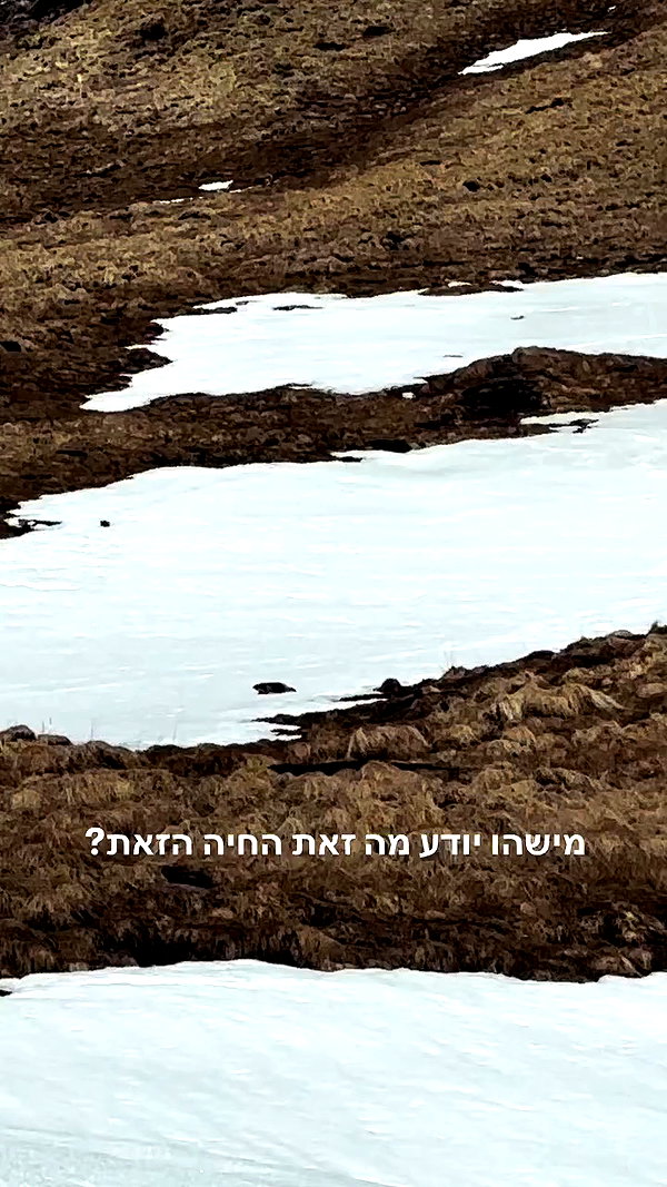 lotembar archive video preview