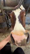 majawitzell Altpins Profile Picture