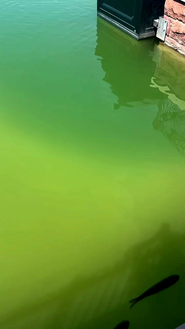 _allvi.pansk archive video preview