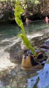 maori_cohen Altpins Profile Picture