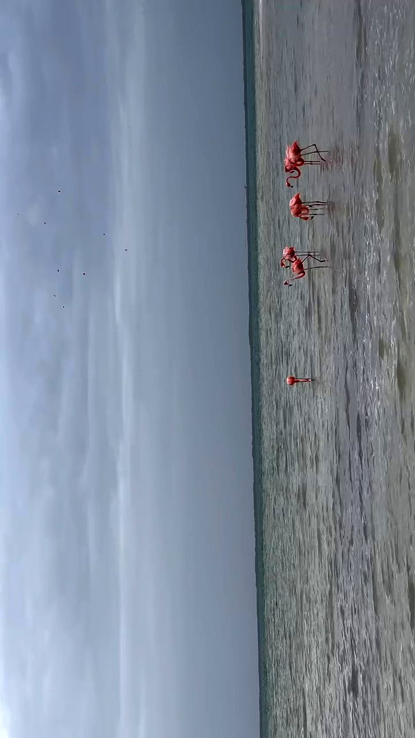 gissell_eli archive video preview