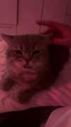 natalllluli Altpins Profile Picture