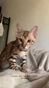 sabiyo Altpins Profile Picture